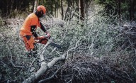 Licitan por 234.000 euros la mejora de masas forestales en Tierras Altas y Moncayo