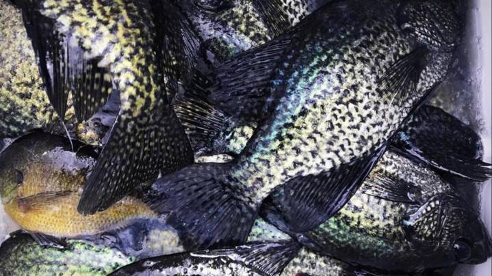 Wildlife agents cite Louisiana man accused of taking 102 freshwater fish in Rapides Parish