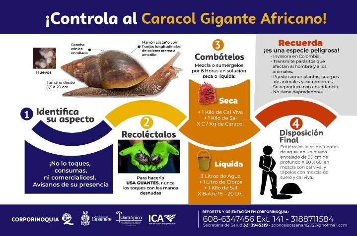Tenga cuidado con el caracol gigante africano, (CGA)