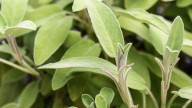 Los sorprendentes beneficios de la salvia, aliada de la salud de la mujer