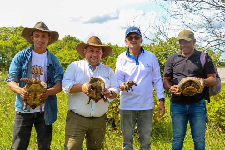 600 tortugas fueron reintegradas a su hábitat natural por parte de Corporinoquia