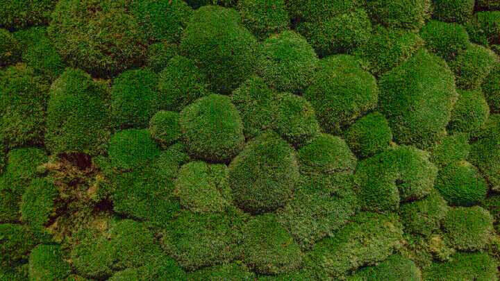 Moss Just Survived a Full Year Outside the International Space Station