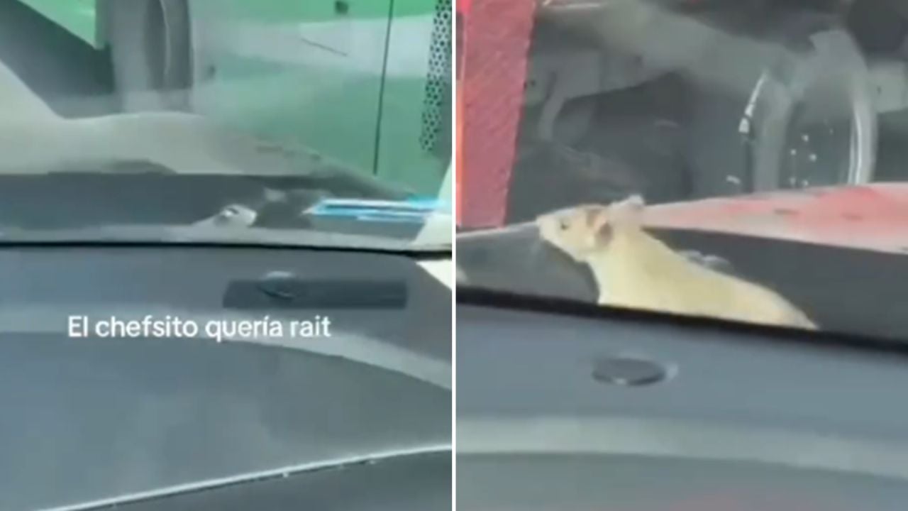 Video: Rata sube a auto en plena avenida de Monterrey; mujeres gritan asustadas