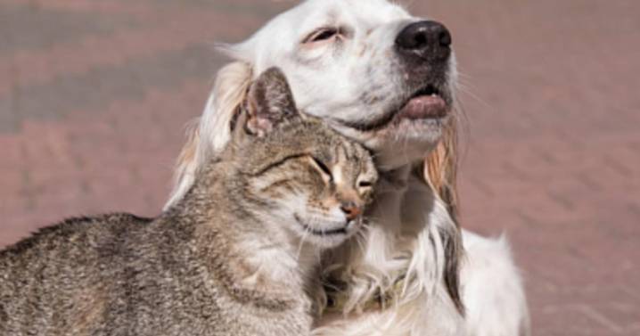 Avances en reducción de emisiones y cuidado del agua en alimentos para mascotas