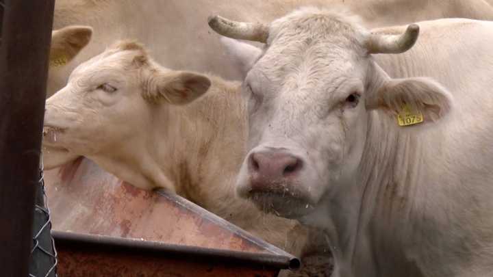 Emiten Alerta Ganadera en Aguascalientes por Casos de Gusano Barrenador en Jalisco