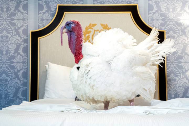 Some families are adopting Thanksgiving turkeys instead of eating them