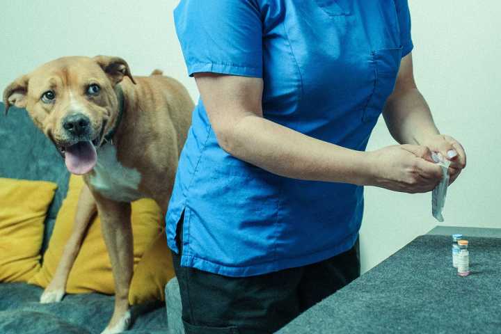 Animal autism: Pet owners are refusing to vaccinate their dogs and cats. Their logic is mind