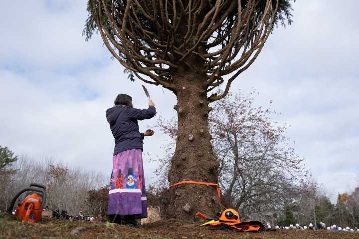 Tariff tensions don’t stop annual Christmas tree gift from Nova Scotia to Boston