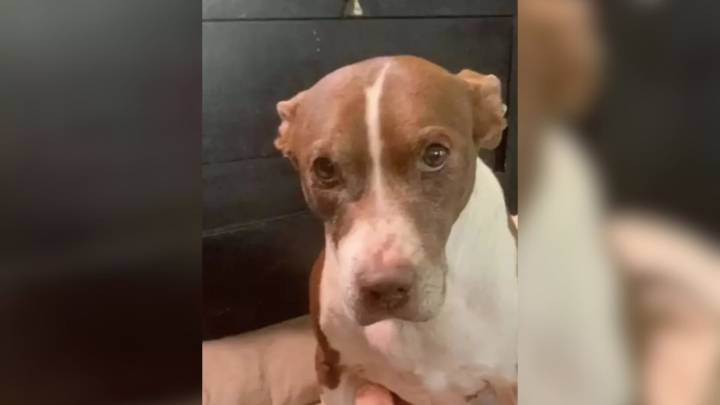 Heartbroken Texas Dog Finds A New Lease On Life After Losing Her Best Friend