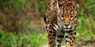 Señalan en Guatemala peligros que afronta el emblemático Jaguar