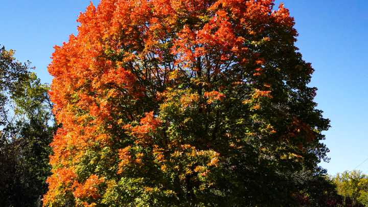 Fall leaves paint Central Indiana with vibrant color