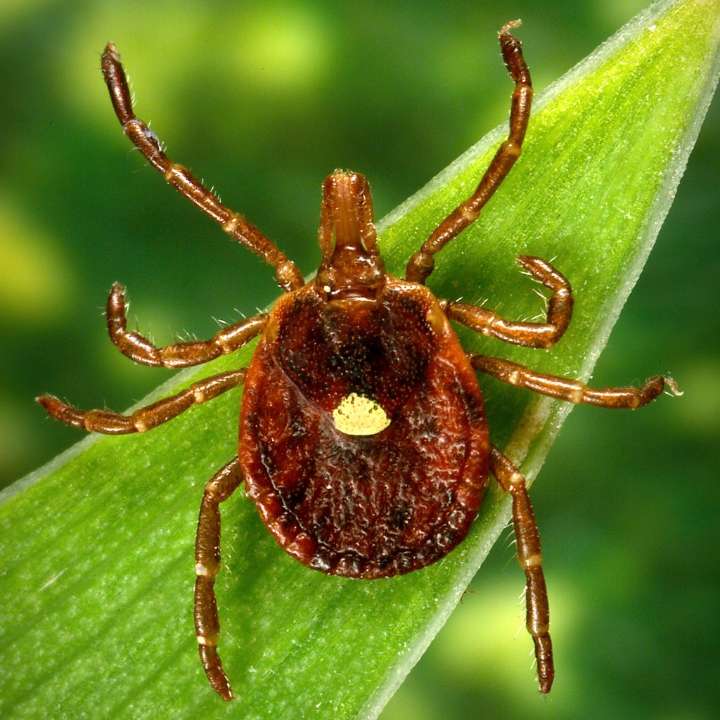 First death reported tied to meat allergy spread by tick bites