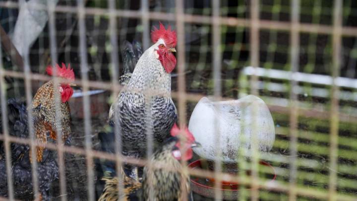 España confina todas las aves de corral por la gripe aviar para no sacrificar más