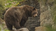 Oso grizzly atacó sorpresivamente a un grupo escolar y dejó 11 heridos en Canadá