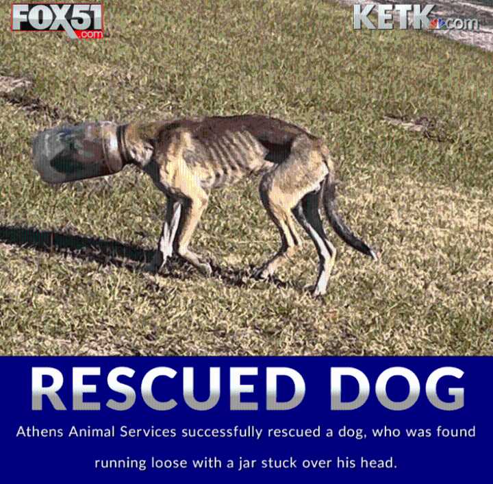 Athens Animal Services rescues dog with jar stuck on head