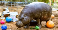 Oldest pygmy hippo celebrates 52nd birthday with hippo