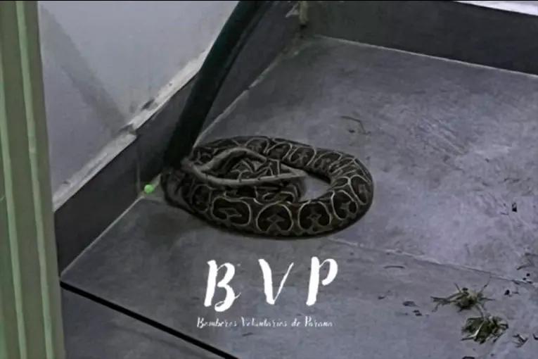 Rescataron una yarará dentro de una casa en Paraná y la liberaron en su hábitat natural