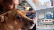La triste memoria que persiste: La emotiva reacción de una perrita al reconocer la parada de bus donde fue abandonada