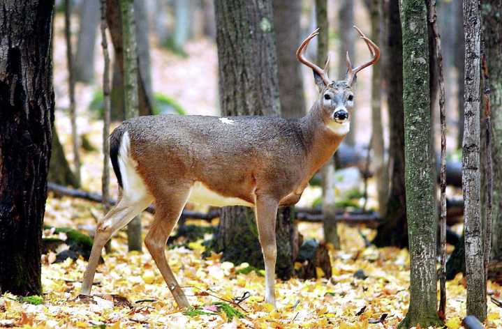 Blane Klemek Outdoors: A big day for many Minnesotans