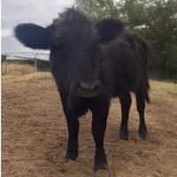 Cows that escaped from Egg Harbor Township farm found near golf course