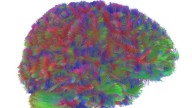 Las cinco edades del cerebro: el mapa que divide la vida en cuatro puntos de inflexión
