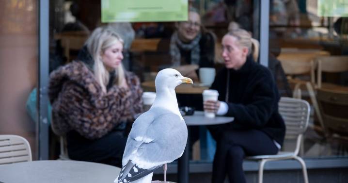 One thing keeps seagulls off your food as they 'fly away in seconds'