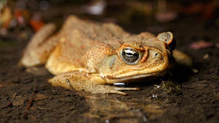 Cane toads: WA's Pilbara region at risk of invasion within two decades