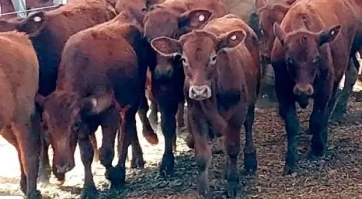 Aumentó la cantidad de toros vendidos en remates