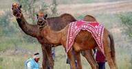 Camels are vanishing from India’s desert regions. Can a new policy push save them?
