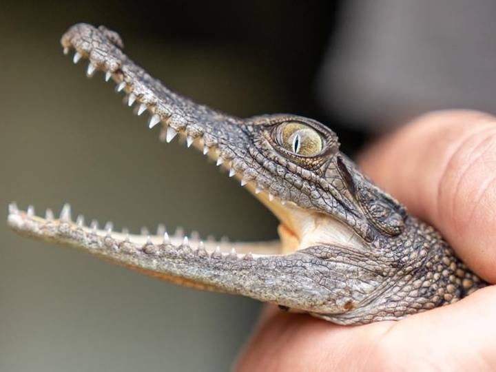 Owning pet crocodiles to be made easier under CLP plan