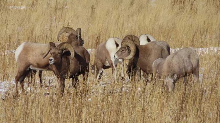 Famed Whiskey Mountain Bighorn Herd Still Recovering From Brutal Winter Of '85