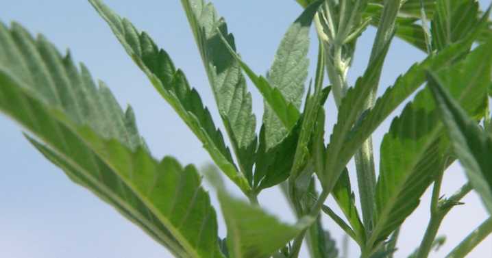 New federal THC restrictions bring about major concern for hemp industry in Colorado