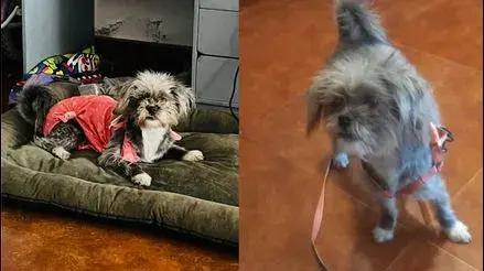 San Juan de Miraflores: familia busca a su perrita Camila que desapareció hace tres semanas