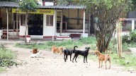 MCC tells institutions to report and relocate stray dogs