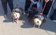 Pugs invadieron de ternura el Día de Muertos en Toluca