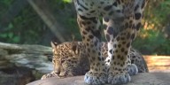 Alexandria Zoo is hosting the debut of its new baby jaguar!