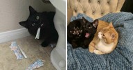 38 Of The Cutest Black Cats From “OneBlackBraincell” Community