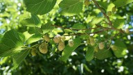 Is Harvesting The Key To Dealing With An Edible Invasive Fruit Tree? Here's What We Know