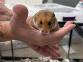AARCS seeking support for to rehabilitate dozens of hamsters