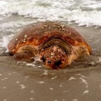 'Jersey Girl' sea turtle finds home at Minnesota Zoo after 10 years of rehab