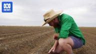 Southern NSW summer crops shrink amid water shortages