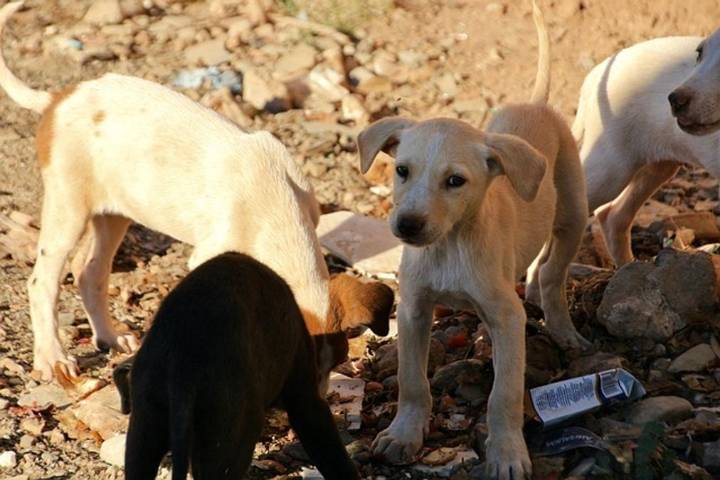 SC to hear stray dogs matter tomorrow; Chief Secys of states, UTs to appear physically