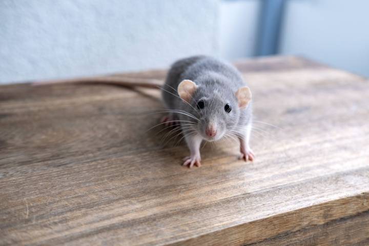 6 Things That Make Your Home a Target for Mice in Fall and Winter