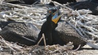 Cormorants and their acidic poop are causing a stink on Toronto islands. What can be done?