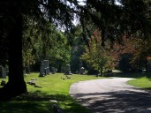 Learn to identify trees during walk at Woodlawn Cemetery