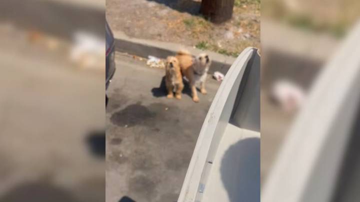 California Rescuers Save Mom Dog And Her Puppies Near Trailer, Then Comes A Shock