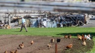 Las gallinas de los corrales de 40 concellos de Galicia, confinadas para frenar la gripe aviar