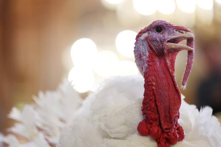 NJ weather: From showery warmth to cold wind for Thanksgiving Day