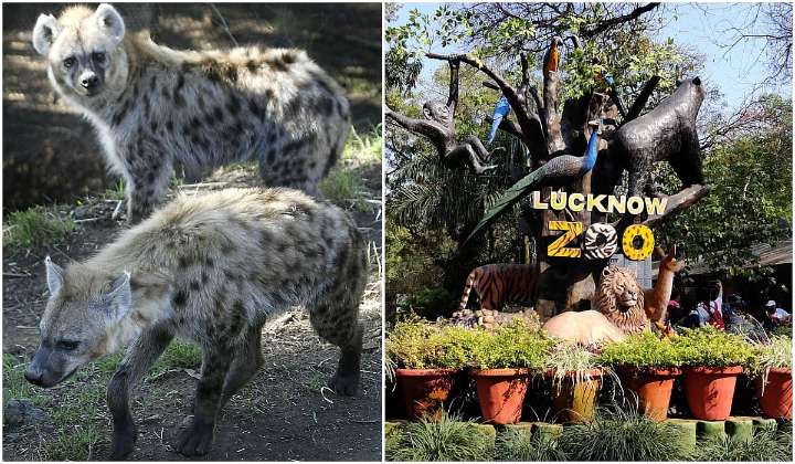 Lucknow Zoo to soon welcome hyenas, exotic birds in animal exchange programme