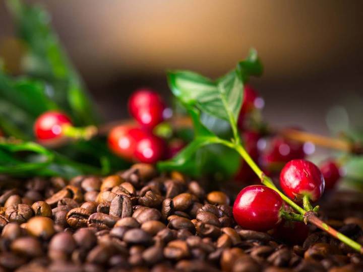 Trump elimina aranceles agrícolas para reducir inflación y costos en EE.UU.